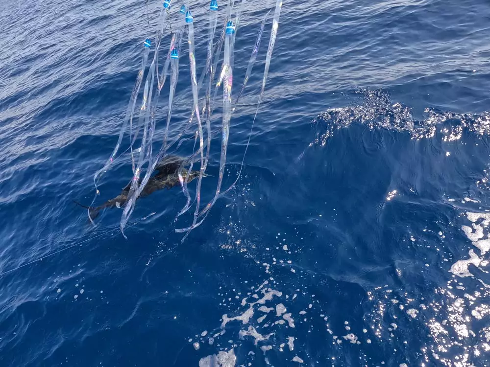 fishing report for sailfih onboard the sailfish run.